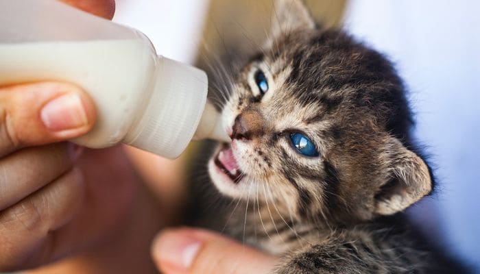 Pessoa de bom coração dando mamadeira para gatinho filhote