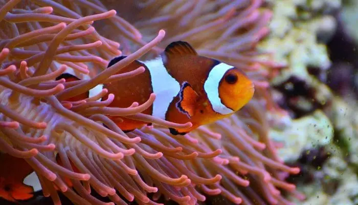 Peixe Palhaço saindo de um coral