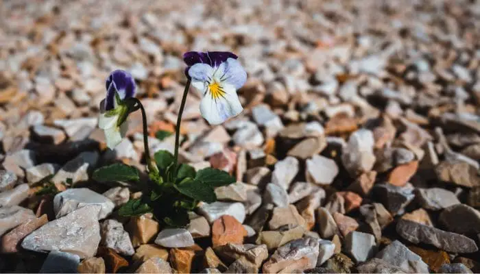 Flor que nasce entre as pedras