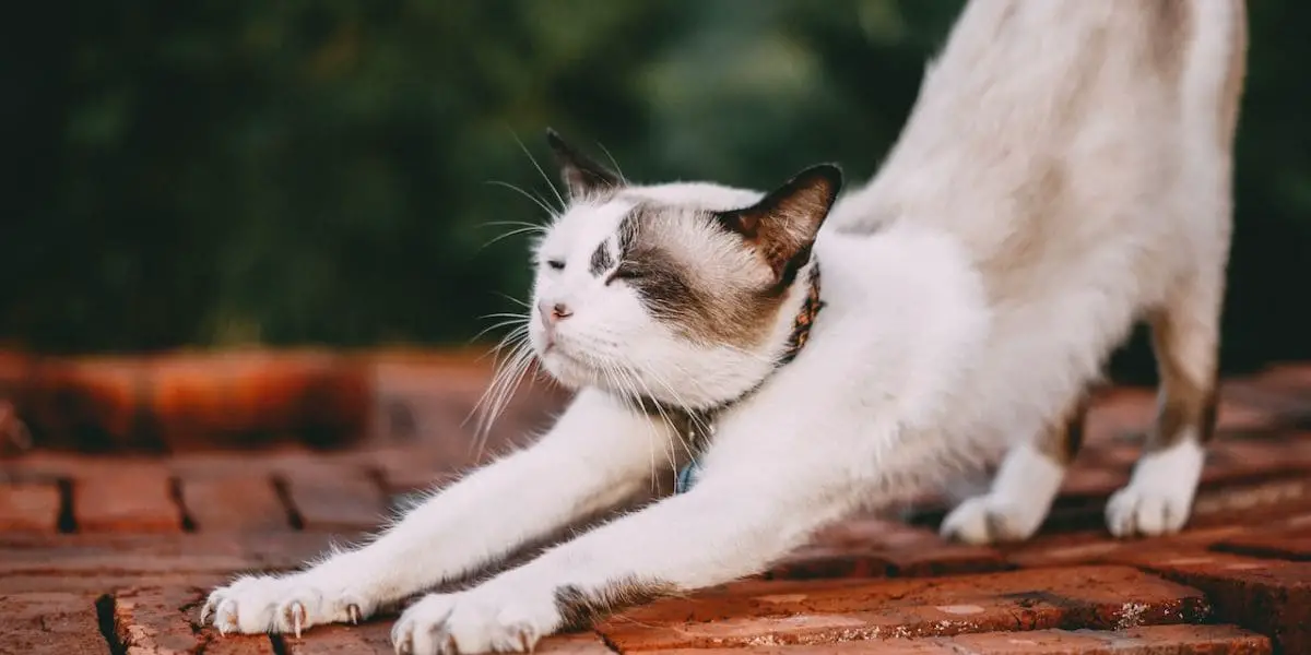 Mestre do alongamento: Gato se espreguiçando.